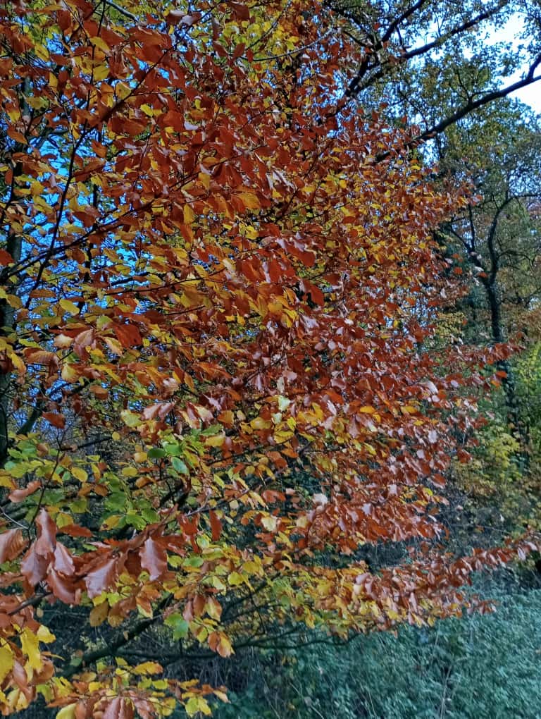 Yoga und Entspannung im Herbst: Ein Baum mit gelb und rot verfärbten Blättern