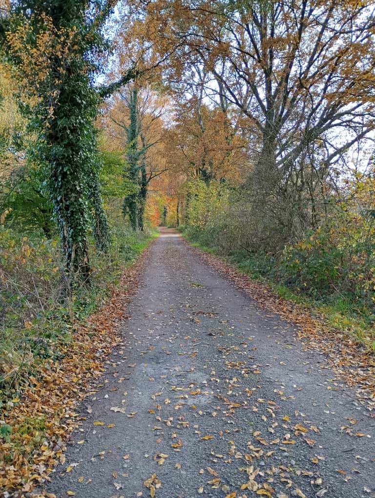 Yoga und Entspannung im Herbst: Ein Weg mit herbstlaubigen Bäumen