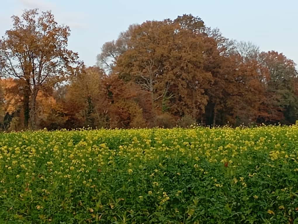 Ein blühendes Rapsfeld mit herbstlich verfärbten Laubbäumen im Hintergrund