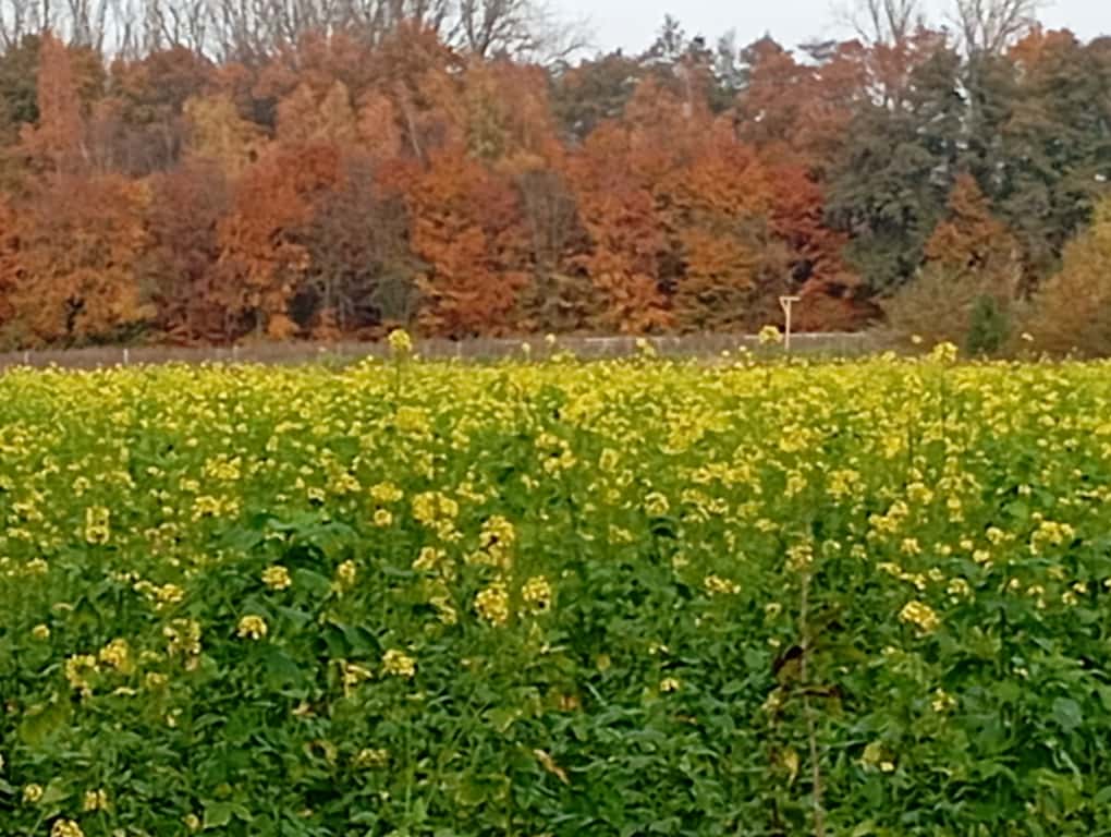 Yoga und Entspannung im Herbst: Ein blühendes Rapsfeld mit Bäumen im Hintergrund, deren Blätter herbstliche Farben haben