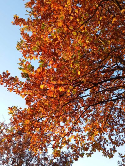 Yoga und Entspannung im Herbst: herbstlich rot verfärbte Laubblätter an einem Baum