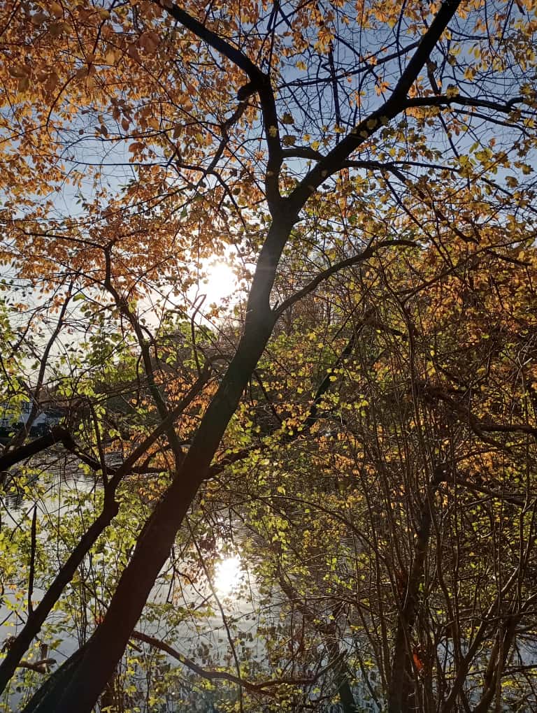 Yoga und Entspannung im Herbst: Herbstbäume