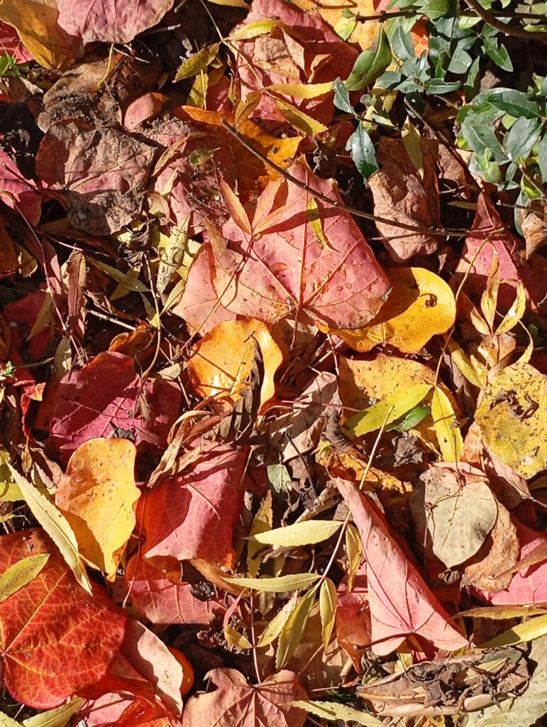 Yoga und Entspannung im Herbst: Herbstlaub