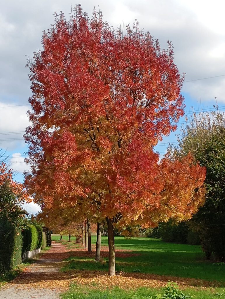 Yoga und Entspannung im Herbst Bäume mit rot verfärbten Blättern