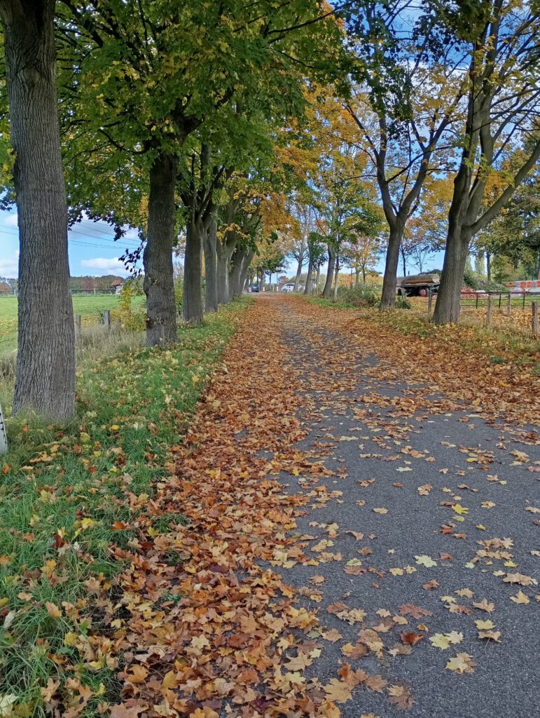 Yoga und Entspannung im Herbst: Eine Allee mit herbstlich verfärbten Bäumen