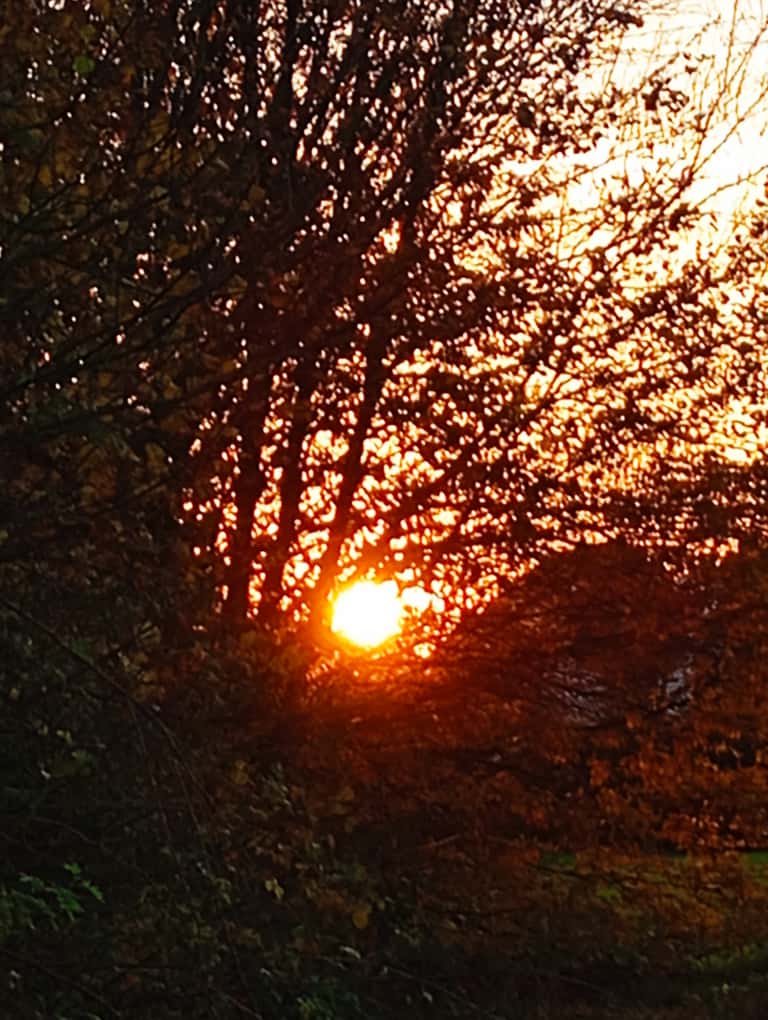 Yoga und Entspannung im Herbst: Sonnenuntergang hinter wenig belaubten Bäumen.