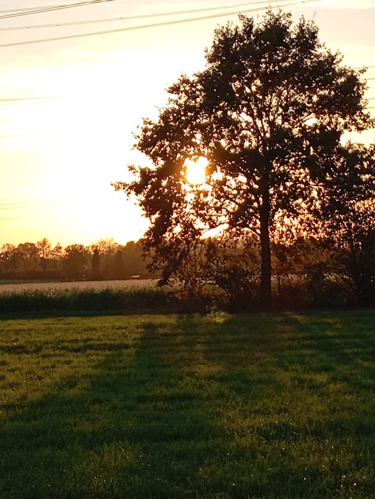 Yoga und Entspannung im Herbst: Die Sonne steht tief über einem Feld mit vereinzelten Bäumen.