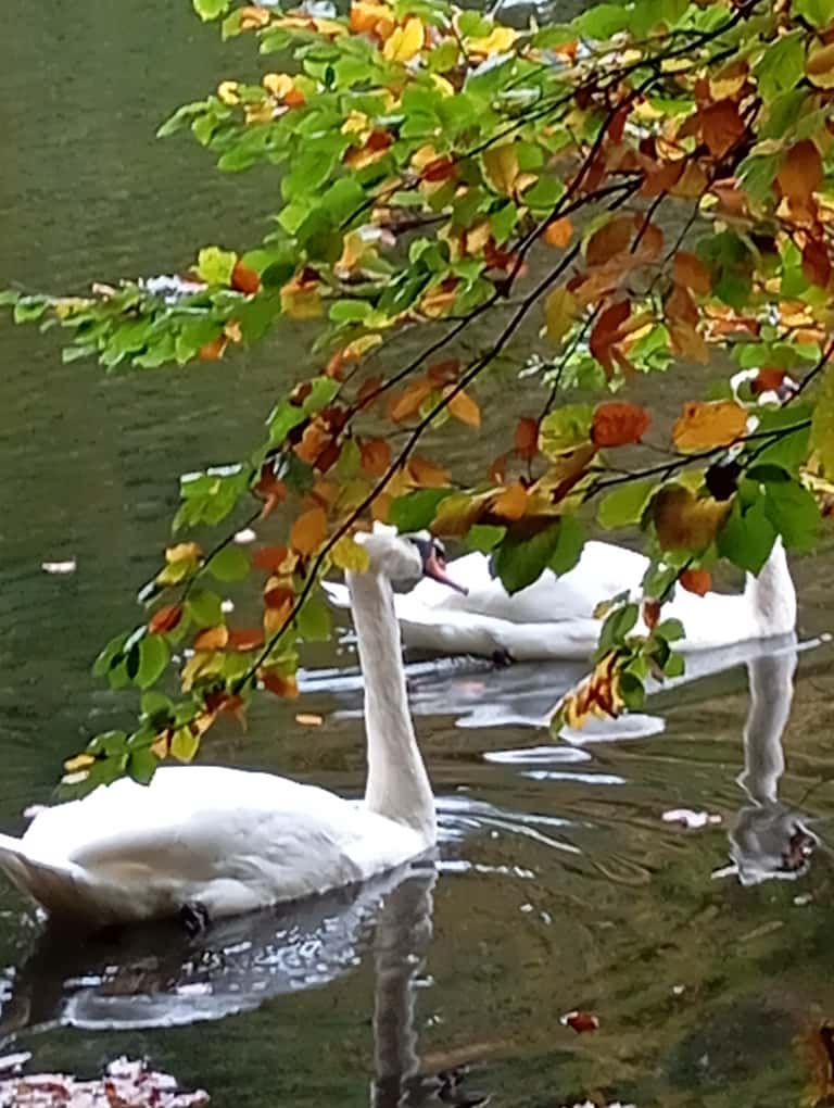 Yoga und Entspannung im Herbst: Schwäne schwimmen auf einem Teich. Im Vordergrund sind gelb verfärbte Laubblätter.