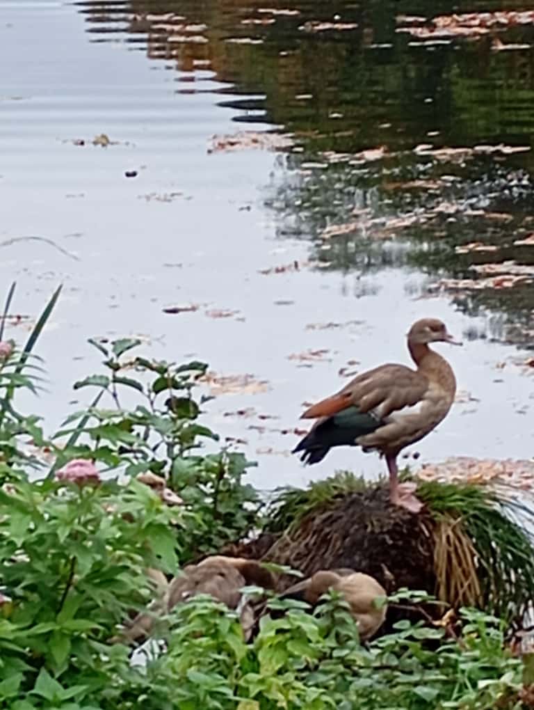 Yoga und Entspannung im Herbst: Nilgänse an einem Teichufer